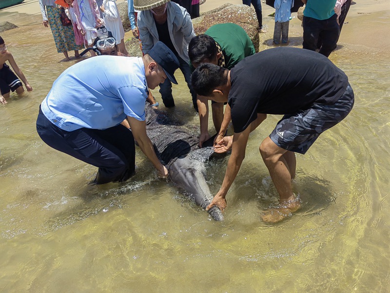 海豚第二次搁浅，民警和热心群众救助。警方提供