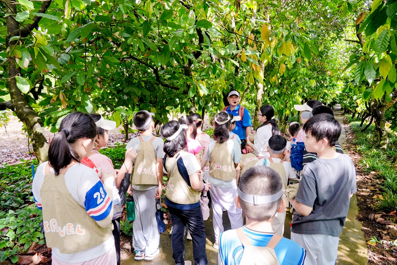 营员们在自然课堂上认识可可树。兴隆热带植物园供图