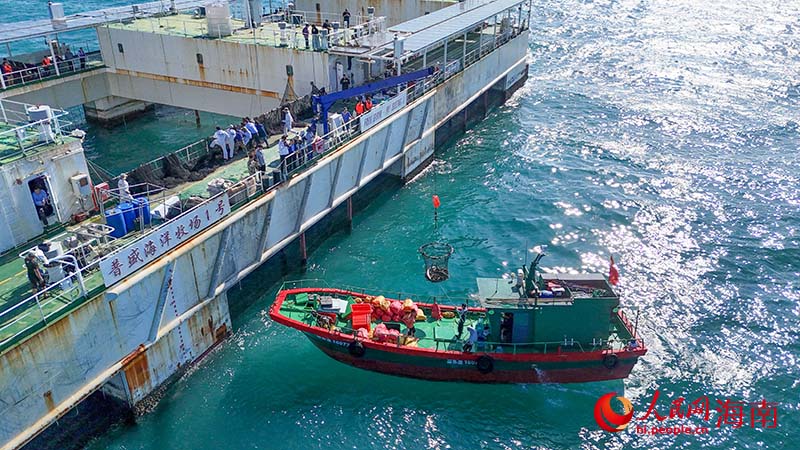 工作人员利用吊机将渔获转移至船上。人民网记者 牛良玉摄